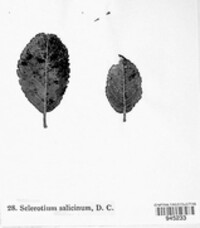 Sclerotium salicinum image